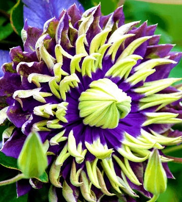 Клематис "Taiga" 