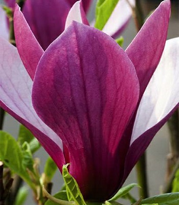 Магнолія "Oriental Night" 