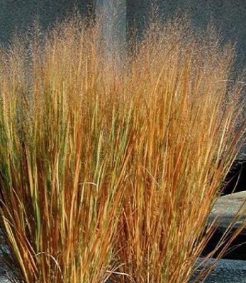 Panicum virgatum "Northwind"