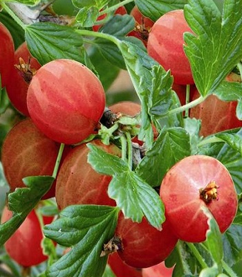 Аґрус "Hinnonmaki Rot" 
