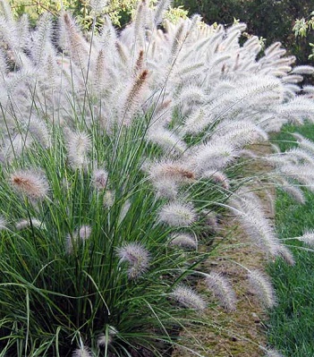 Pennisetum "Hameln" 