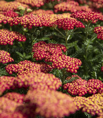 Деревій звичайний "Skysail Fire" 