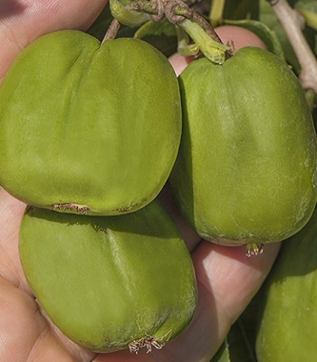 Актинідія аргута "Chang Bai Giant" 