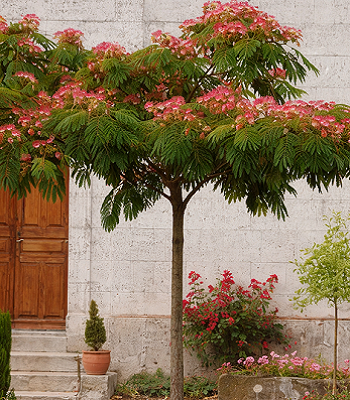 Альбіція іранська "Ombrella"