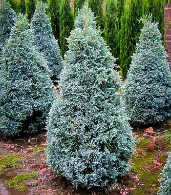 Кипарисовик горохоплідний "Boulevard" 