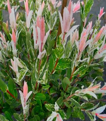 Верба "Hakuro" (кущова) 