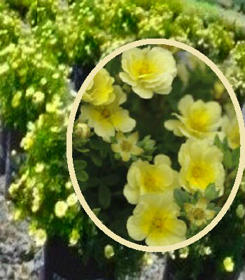 Лапчатка кущова "Lemon Meringue" 