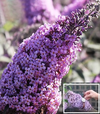 Будлея Давида "Gulliver" 