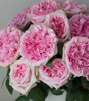 Троянда англійська "Miranda"