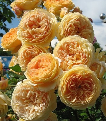 Троянда англійська "Crown Princess Margareta"