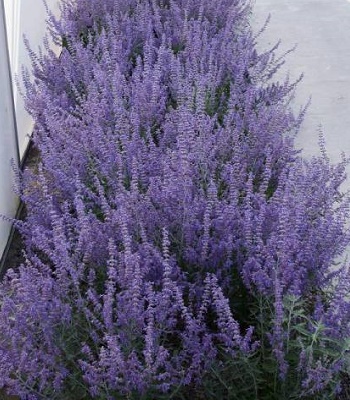 Перовська лебедолиста "Lacey Blue"