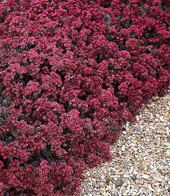 Очиток "Bertram Anderson" 