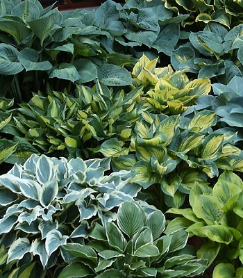 Хости (Суміш сортів)  