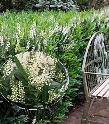 Лавровишня "Otto Luyken"