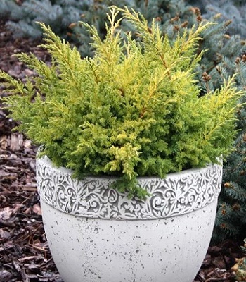 Ялівець китайський "Goldfern" 