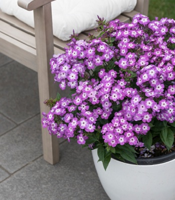 Флокс "Flame" Pro Purple" 