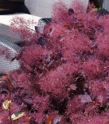 Скумпiя звичайна "Dusky Maiden" 