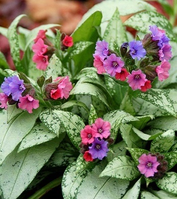 Медунка "Silver Bouquet" 