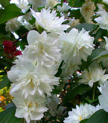 Чубушник "Schneesturm" 