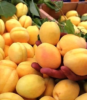 Абрикос Ананасовий