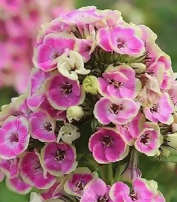 Флокс "Orchid Yellow" 