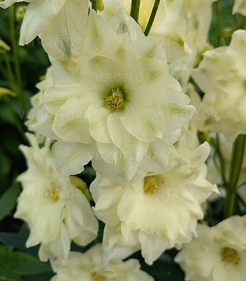 Дельфініум "Sentinel Garden Creme"