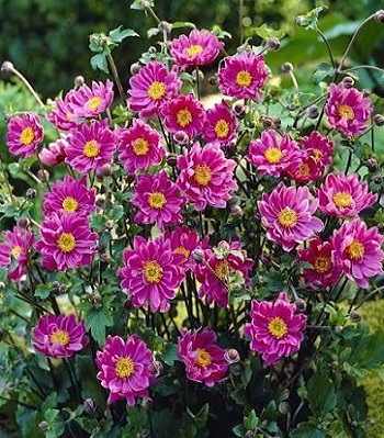 Анемона "Garden Breeze Rosy Red" 