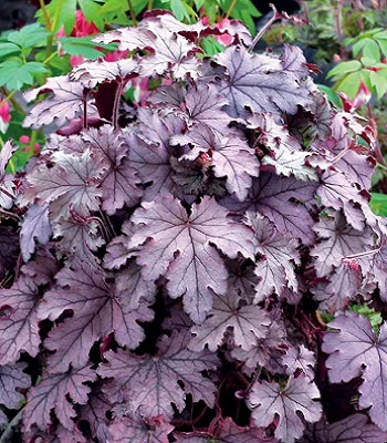 Гейхерелла "Plum Cascade"