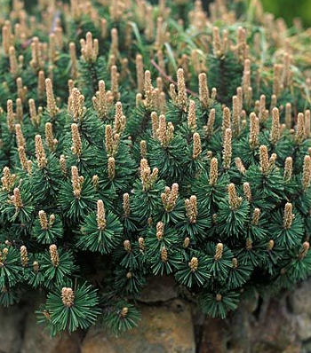 Сосна гірська "Humpy" (Привита) 