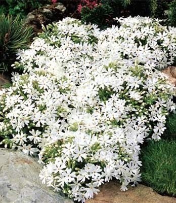 Флокс шиловидний "Snowflake"