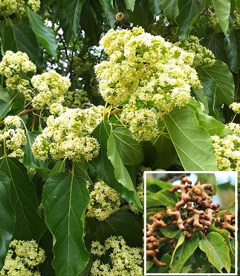 Говенія солодка