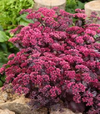 Очиток "Oriental Dancer" 