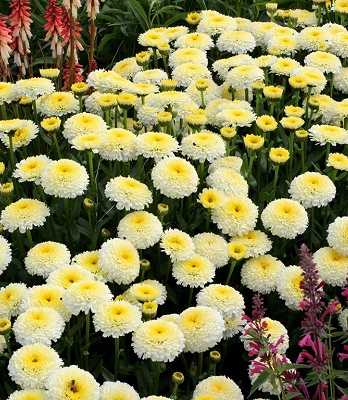 Ромашка "Luna" 