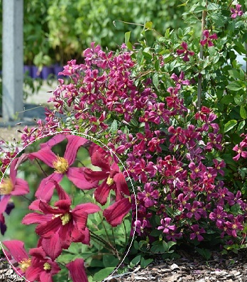 Клематис "Strawberry Fields"