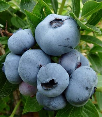 Лохина "Bluecrop" 