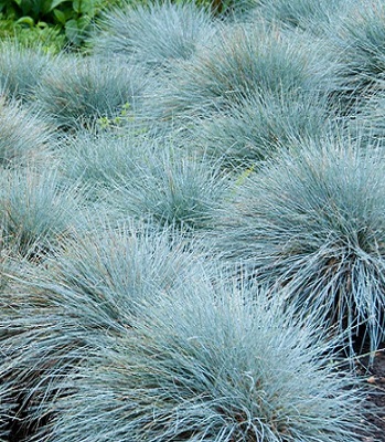 Festuca glauca "Eisvogel" 