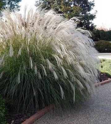 Miscanthus sinensis "Yaka Dance" 