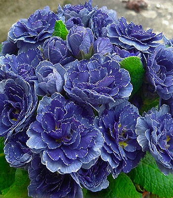 Примула "Strong Beer" 