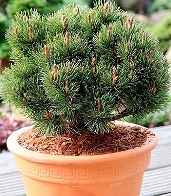 Сосна гірська "Heideperle" (Привита) 