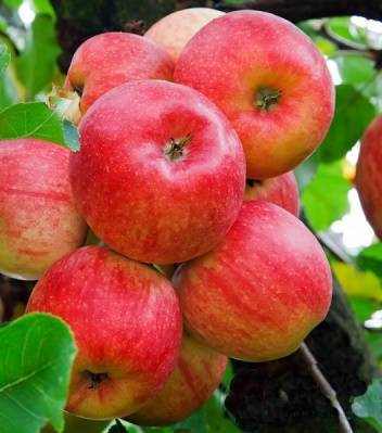 Яблуня Ембассі 