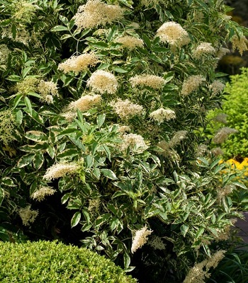Бузина чорна "Variegata" 