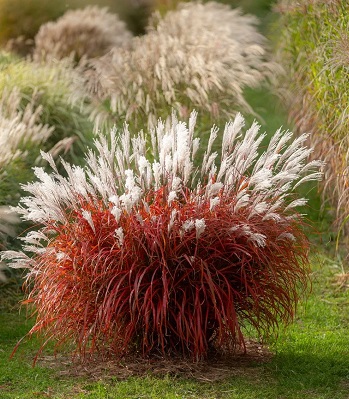 Miscanthus sinensis "Lady in Red"
