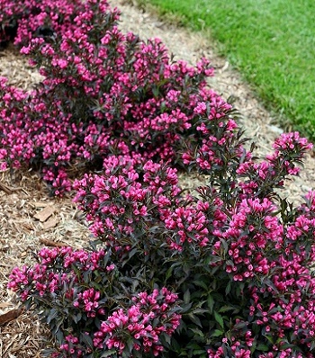 Вейгела квітуча "Alexandra"