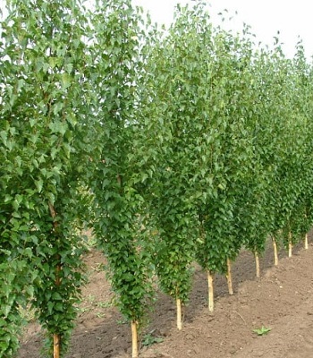 Береза плакуча "Fastigiata" 