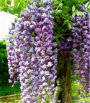 Гліцинія флорибунда "Violacea Plena" 