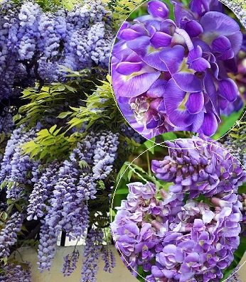 Гліцинія американська "Longwood Purple"