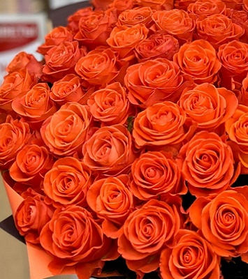 Троянда ч/г "Корвет" 