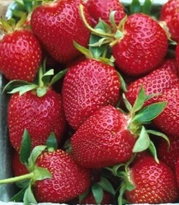 Полуниця (клубніка) "Верді" (10 шт).