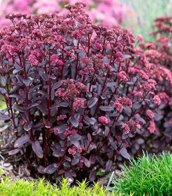 Очиток "Touchdown Teak"