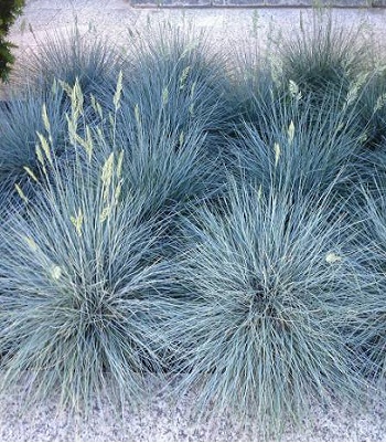 Festuca glauca "Elijah Blue" 
